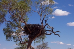 Close-up of Eagle Hawke nest