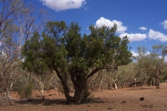 Bush Orange Tree
