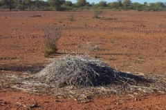Close-up of Emu nest