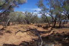 Dry Creek Embankment