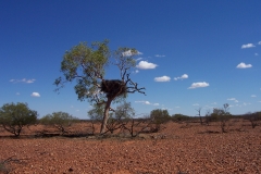 Eagle Hawke Nest