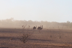 Emus